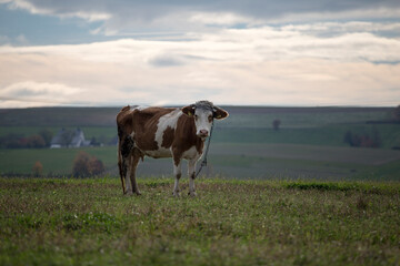 Cow on meadow, krowa na łące
