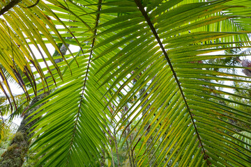 Baumfarne(Cyatheales) im botanischen Garten Terra Nostra Park,Furnas,Insel Sao Miguel,Azoren,Portugal,