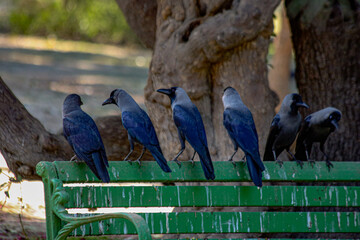 Crow in the park