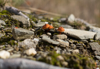 Mushrooms in rocks, grzyby na skale