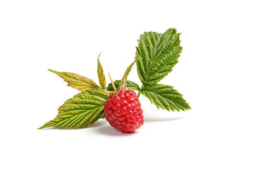 Raspberry berries with green leaf isolated on white background. Raspberry with clipping path.