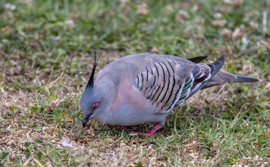 Close up of a colorful Crested Pigeon on ground