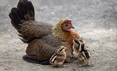 Close up of colourful mother hen sat with 4 very young strpied chicks in front