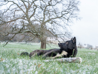 chien loup regardant le ciel