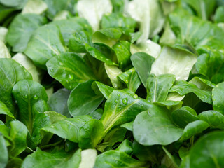 Spinat frisch vom Wochenmarkt - Blattspinat - gesundes Gemüse