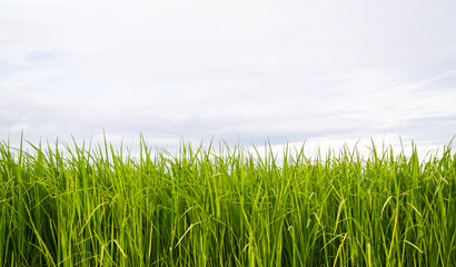 Jasmine Rice Plant with Blue Sky Background,Empty Counter Cooking with Orgarnic Rice Tree,Garden Farmer in Thailand, Traditional raw Food Vegaetarian for Asian,Nature Garden.