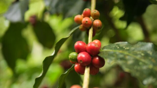 Organic Ripe Coffee Beans Berries on a Tree Branch at Mountain Plantation Farm High Quality 4K Slowmotion Agriculture Concept Footage. Northern Thailand.
