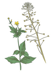 Isolated botanical set blossom wildflowers and herbs on white background.