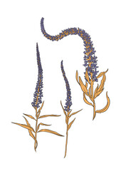 Fototapeta na wymiar Isolated botanical set illustration of lilac wildflowers and herbs on white background.
