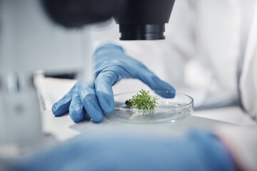 Science, research and hands with plants in petri dish for horticulture lab test, examination and...