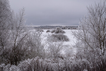 winter landscape, snow covered field overgrown with grass, reeds, bush, trees.