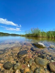 the river in the forest