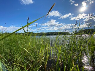 grass on the lake
