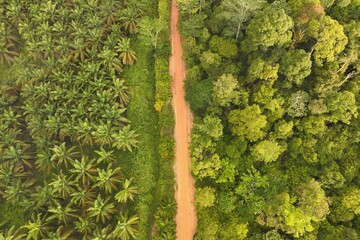 Oil palm and forest