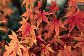 autumn leaves on the tree
