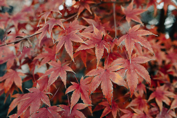 autumn leaves on the tree
