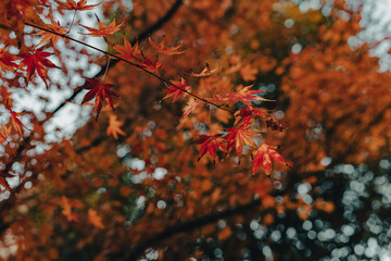 autumn leaves on the tree
