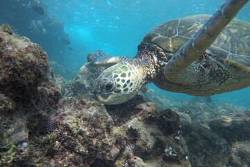 Obraz na płótnie Canvas Green sea turtle feeding
