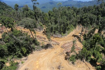 Conventional logging site in Borneo