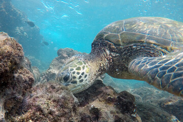 Fototapeta premium Green sea turtle feeding