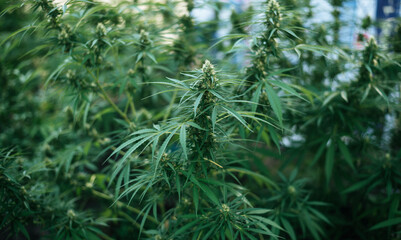 Organic cannabis background herb on the farm. Cannabis leaves of a plant, Cannabis Farm. Cannabis business and alternative medicine concept.