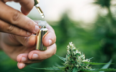 Close up hand of Marijuana researcher holding a chemical dropper filled with cannabis extract....