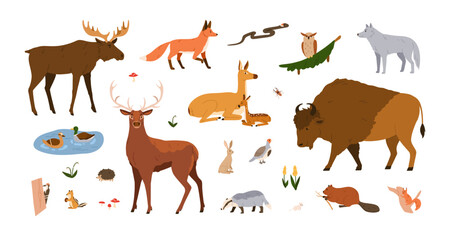 Forest animals set. Wild mammals of woodland. Fox, wolf, bison, elk, deer collection. Woods inhabitants, birds, beasts, owl, hedgehog and roe. Flat vector illustrations isolated on white background