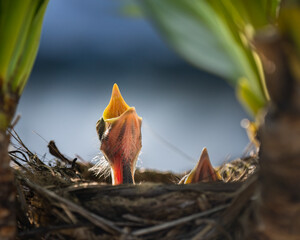 Hungry baby birds open mouth widely and cry for mother to feed them.
