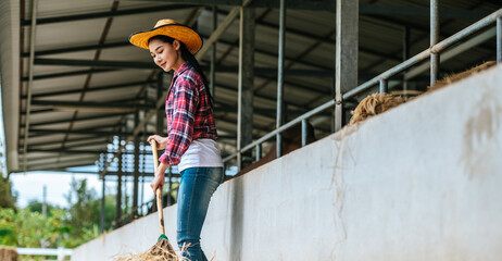 Portrait of Happy young Asian farmer woman sweeping floor at cow farm. Agriculture industry, farming, people, technology and animal husbandry concept.