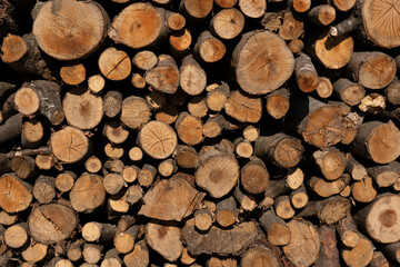 Tree trunks as a background.