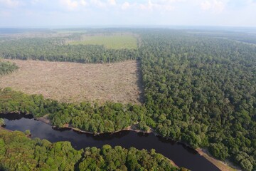 Illegal deforestation for palm oil