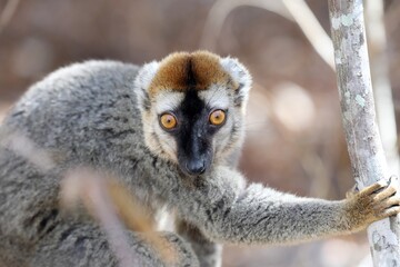 Red-fronted lemur (Eulemur rufifrons)