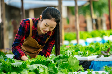 Portrait of Happy Young Asian girl farmer working with fresh green oak lettuce salad, organic hydroponic vegetable in nursery farm. Business and organic hydroponic vegetable concept.