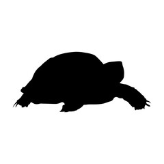 Tortoise of silhouette