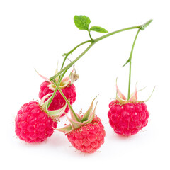 Natural branch of pink raspberry with leaves on a white background.