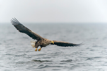 White-tailed eagle or Eurasian sea eagle (Haliaeetus albicilla) flying and fishing close to the water surface.  The eagle is flying to catch a fish. Poland, europe.                 