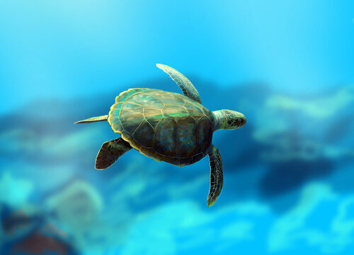 Digital painting of a turtle.