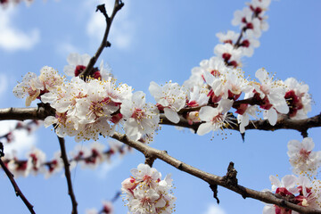 Flowers of a fruit tree on a branch against a background of a blue sky with white clouds. Blossoming apricot tree. Horizontal format.