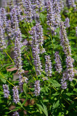 Blühender Blutweiderich (Lythrum salicaria) , Deutschland