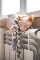 A bald pink sphinx cat lies in winter on a warm central heating radiator. Striped gray wool scarf.