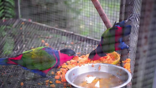 A pair of black-headed Parrots "Lorius lory" eating papaya fruit and drinking water in a cage, Burung Nuri kepala hitam
