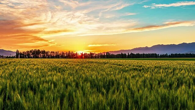 Green wheat fields and forest with mountain natural scenery in Xinjiang, China. Beautiful pastoral scenery at sunset.