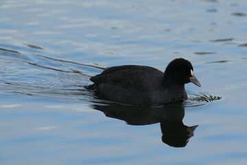 eurasian coot in a sea