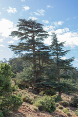 Fototapeta na wymiar Belezma National park in the Aures region in Batna, Algeria