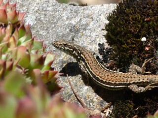 gros plan d'un lézard gris se réchauffant au soleil sur une pierre au milieu d'un buisson