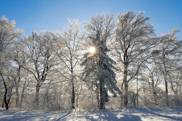 winter wonderland, beautiful evergreen tress partly covered with snow during a sunny winter day with blue sky and a sunstar