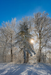 winter wonderland, beautiful evergreen tress partly covered with snow during a sunny winter day with blue sky and a sunstar