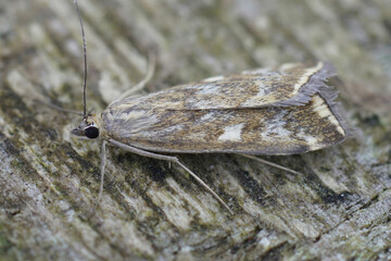 Closeup on a Mediterranean Beet Webworm moth, Loxostege sticticalis