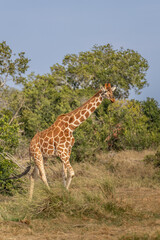 Giraffe in front Amboseli national park Kenya masai mara.(Giraffa reticulata) sunset.