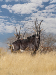 Sable antelope (Hippotragus niger), rare antelope with magnificent horns, South Africa